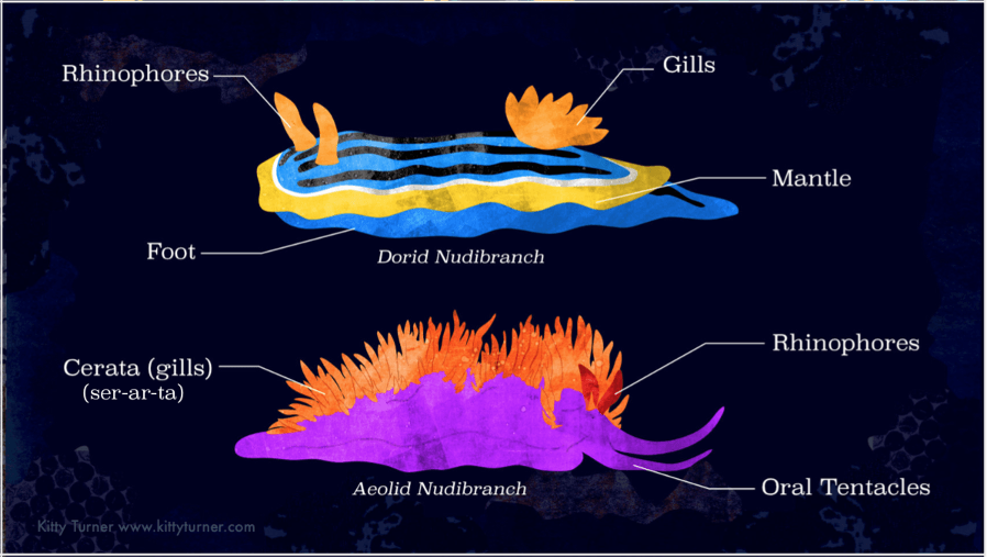 en52-nudibranchs-02.png