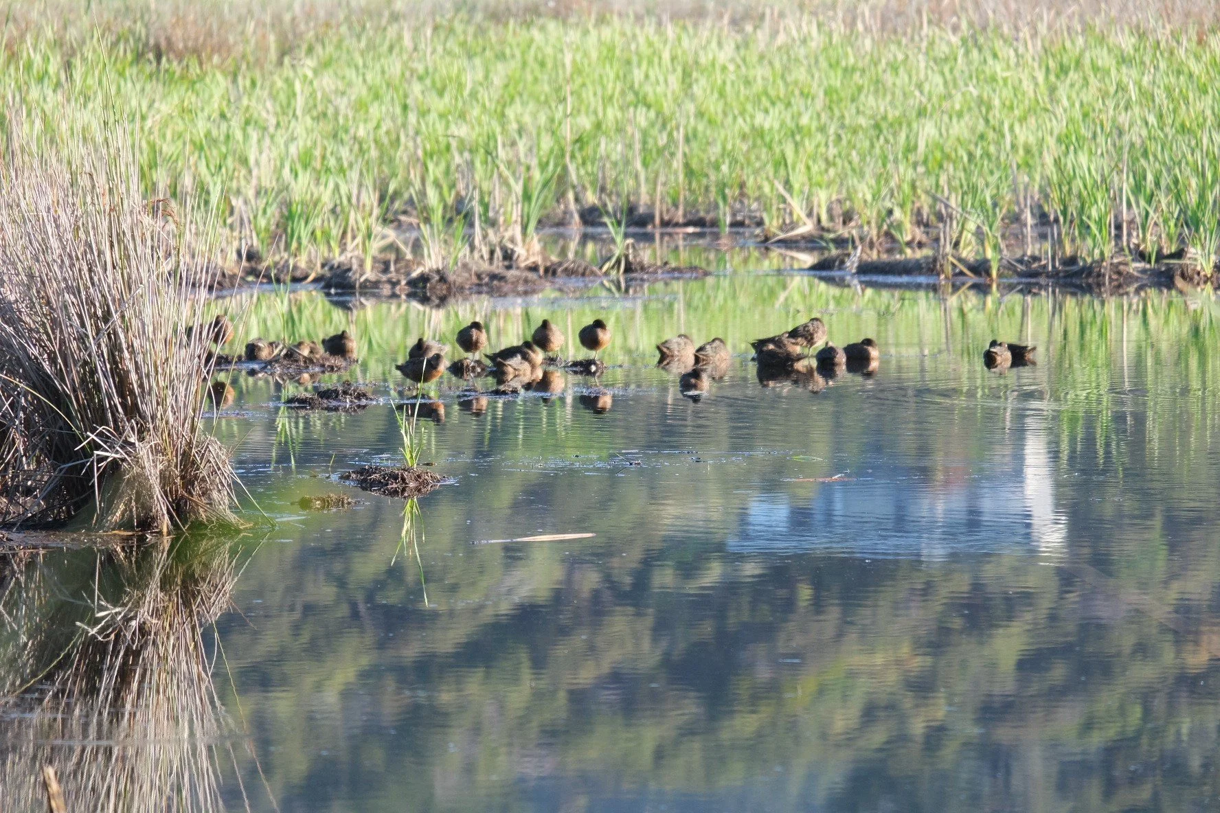   Pāteke in Oruawharo/Medlands wetland (Credit: Lotte McIntyre)  