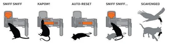 en37-hirakimata-rat-monitoring-02.jpg