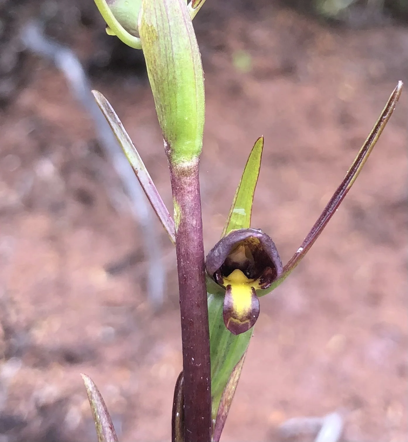   Thelymitra orchid (Credit: Barry Scott)  