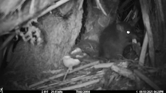   Pāteke nest monitoring - rat captured visiting pāteke nest holding eggshell of hatched pāteke (Credit: Sarah Giblin)  