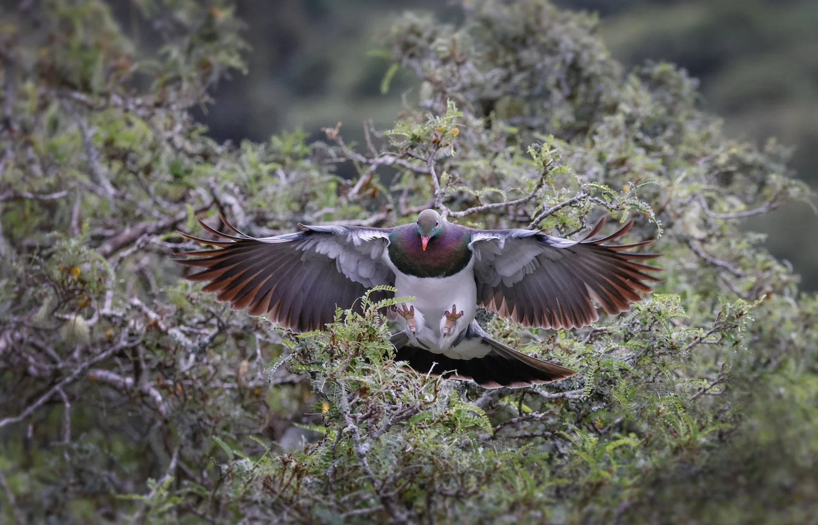   Kererū in flight (Credit: Tony Stoddard (Wikimedia Commons))  