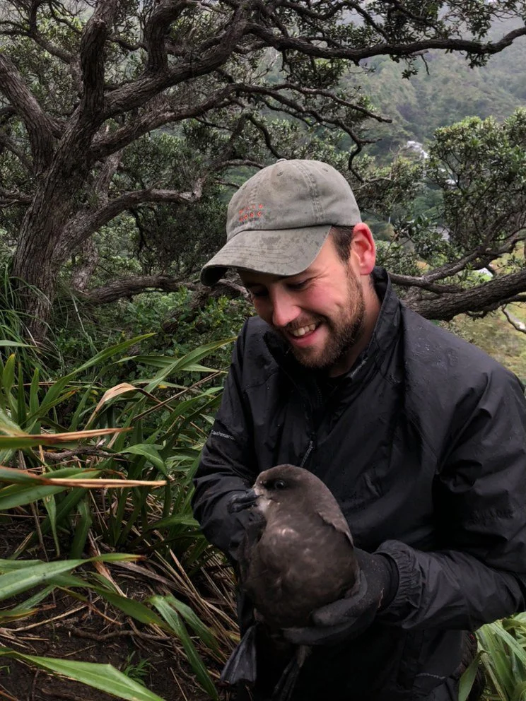   Michael Fox holding an adult ōi at the colony in Karekare, Waitākere Ranges  