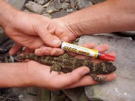 en24-giant-gecko-rediscovered-02.jpg