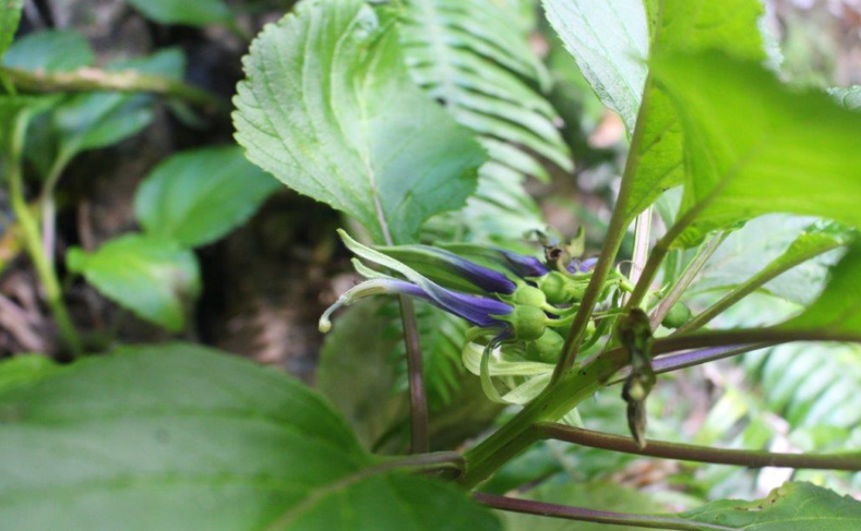 en44-vascular-flora-of-rakitu-01.png