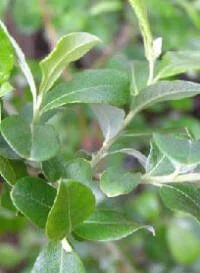 en15-weeds-never-sleep-03.jpg