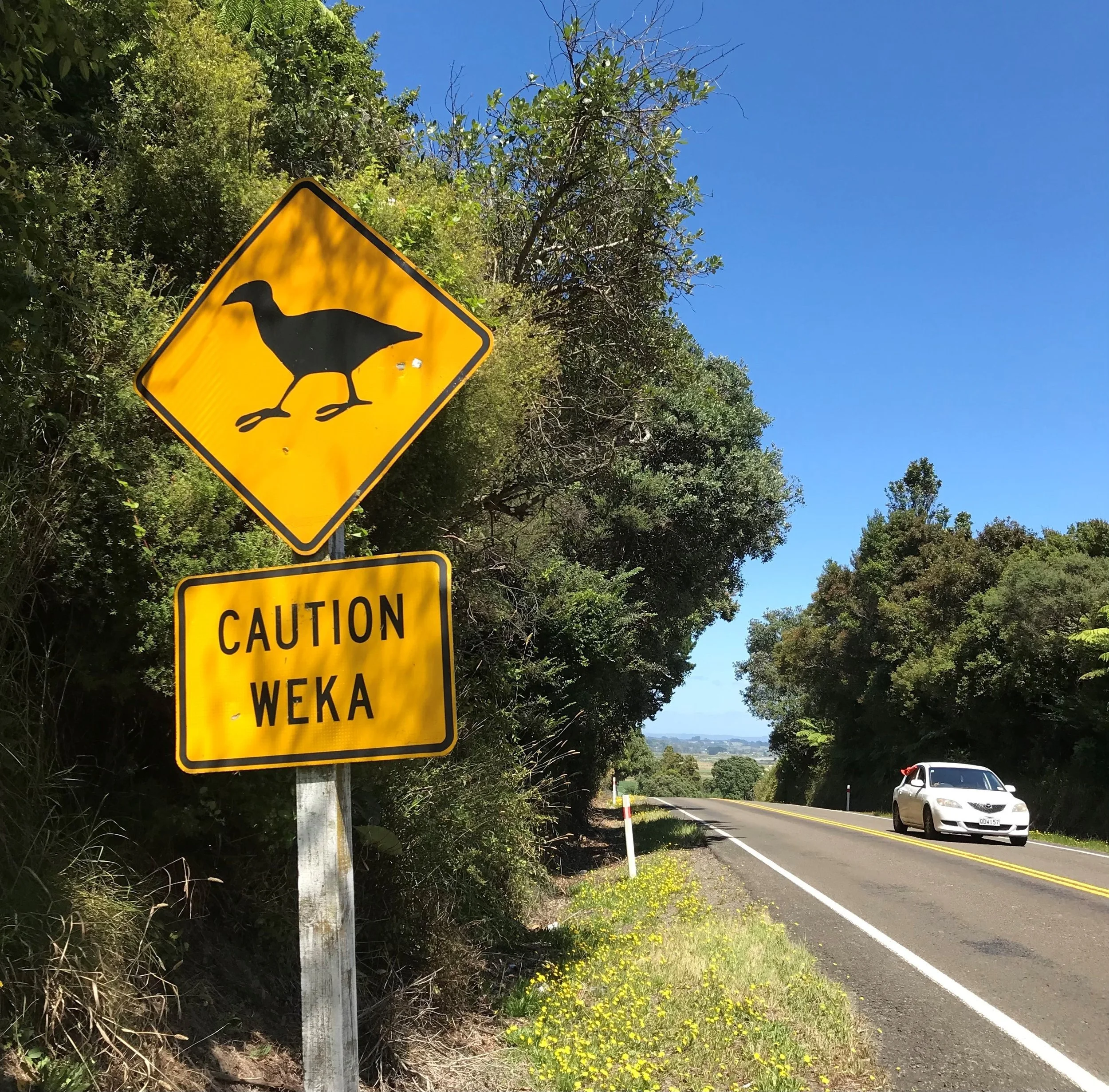   Caution Weka (Credit: Kate Waterhouse)  