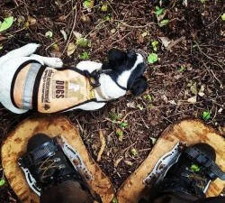 en38-conservation-dogs-03.jpeg