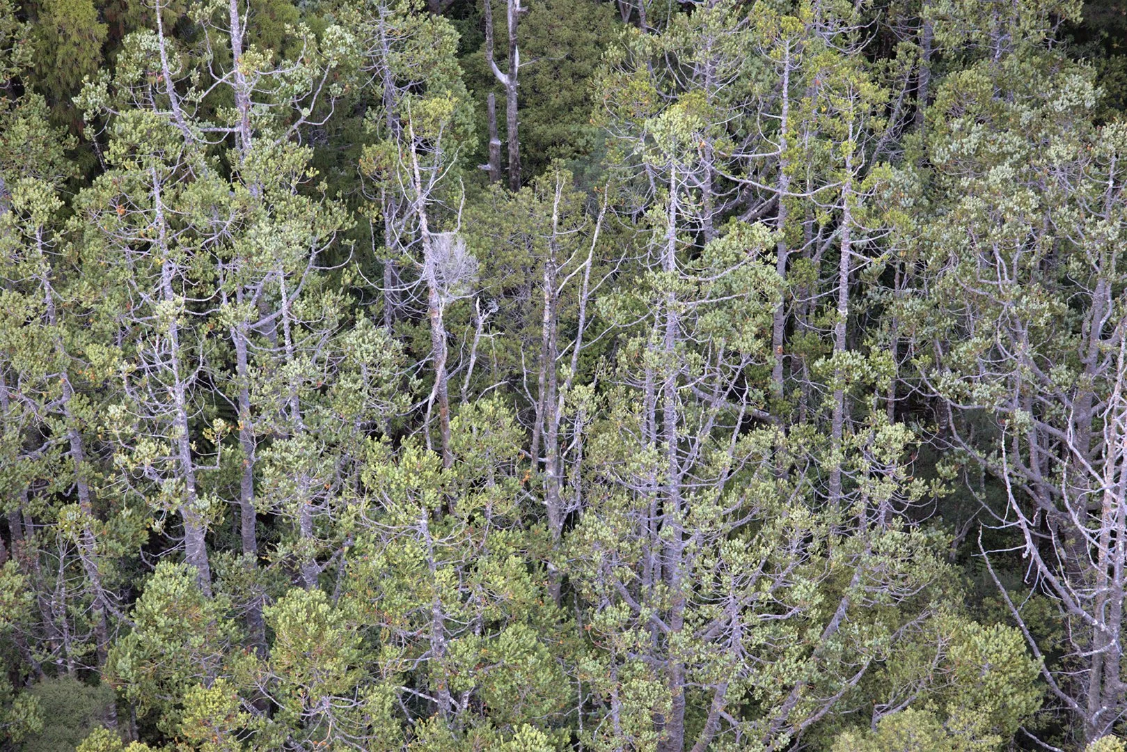   Kauri showing signs of dieback in the crown at Whangaparapara from helicopter aerial survey March 2020 (Credit: Wildlands Consultants and Auckland Council)  