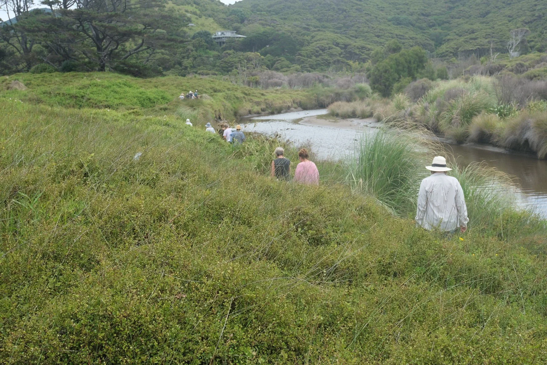   OME Open Day at Oruawharo Wetland, January 2023 (Credit: Lotte McIntyre)  