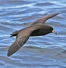 en32-black-petrel-update-01.jpeg