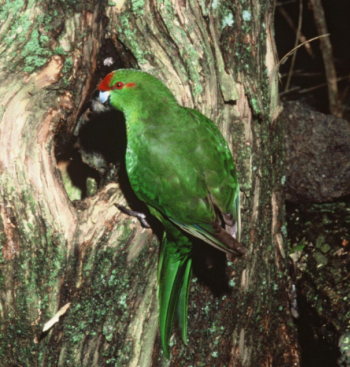  Red crowned parakeet at nest hole in Okiwi. Mature puriri trees are likely to be the only trees with suitable nesting sites. Photo: Department of Conservation 