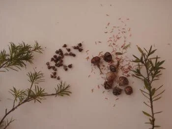 en22-kanuka-and-manuka-02.jpeg