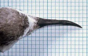   The wrybill’s curved beak in plan view – a unique curve of 15–22 degrees to the right.  