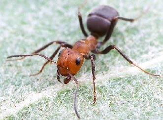 en25-argentine-ants-on-great-barrier-island-02.jpeg