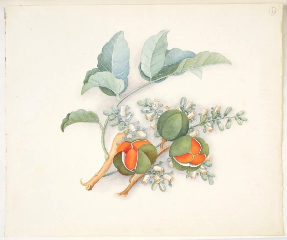   Fanny Osbourne painted numerous plant species on Aotea | Great Barrier including kohokohe.  The distinctive pods each contain three to four seeds encapsulated in an orange covering (Watercolour: Fanny Osbourne)  