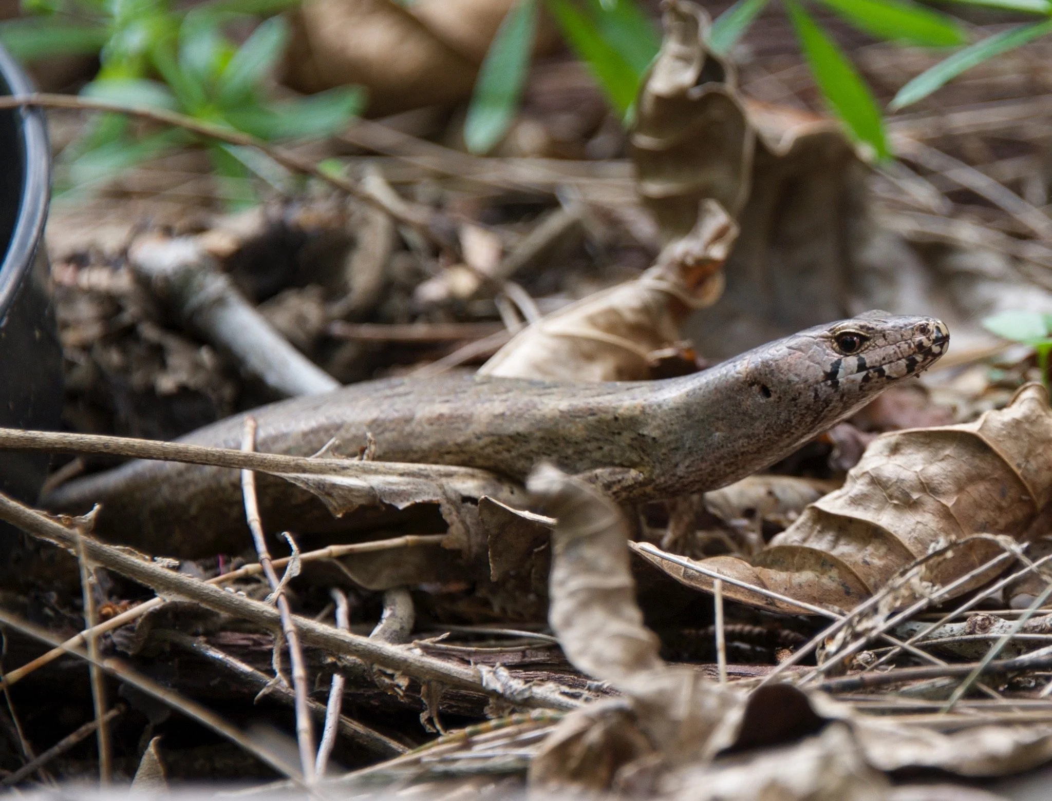   Niho taniwha | Chevron skink (Credit: Kim Bannister)   