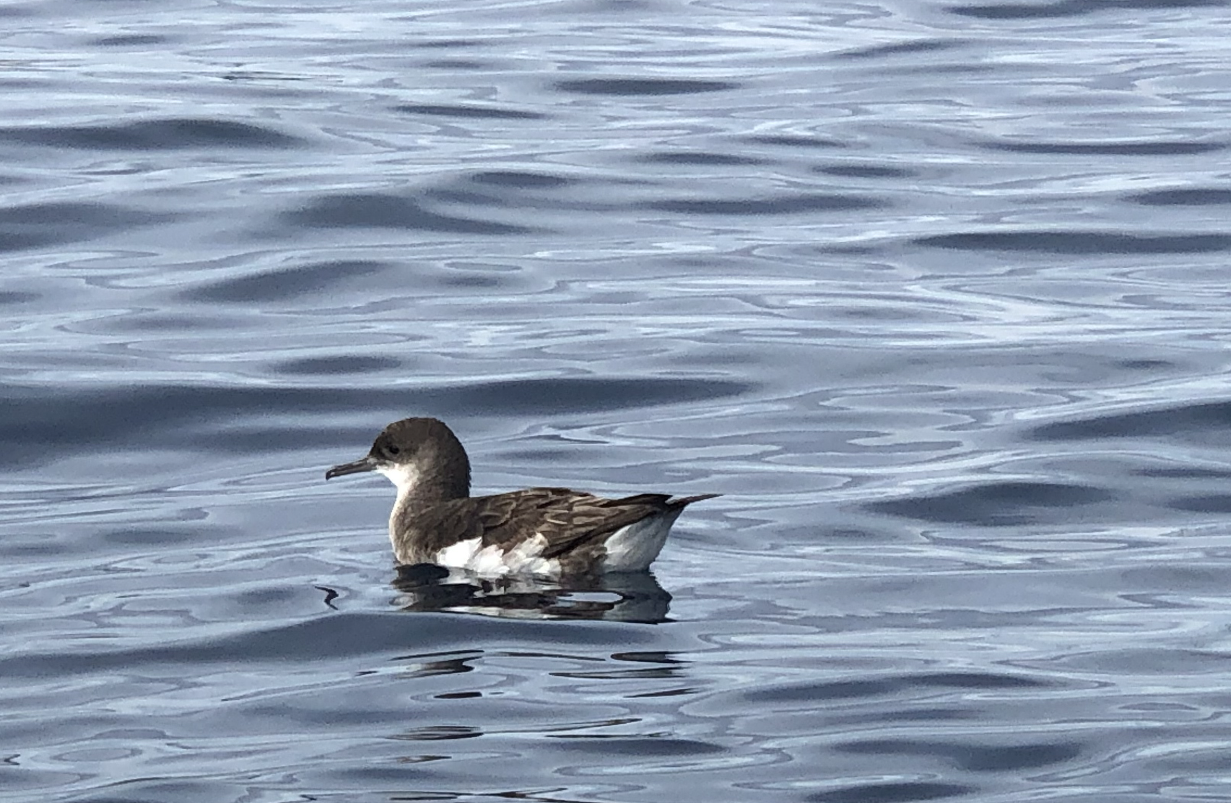   Fluttering shearwater in Port Abercrombie (Credit: Barry Scott)  