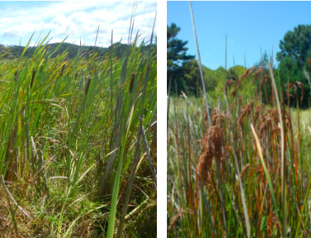   Raupo (Typha orientalis)(left) and jointed twig-rush (Baumea articulata)(right) (Credit: John Ogden)  