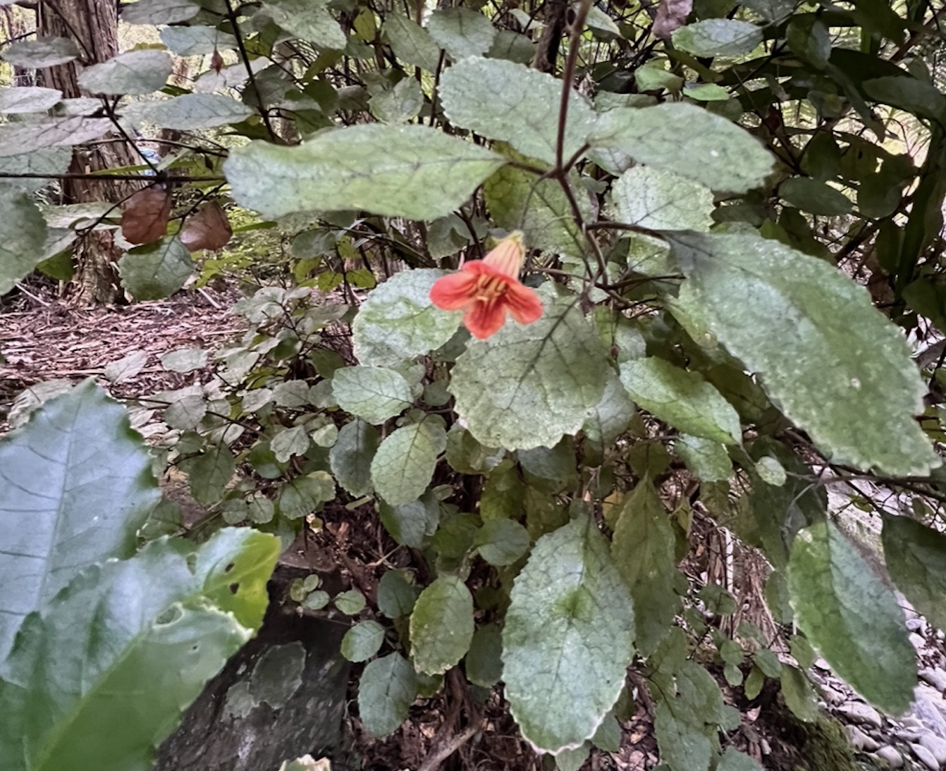   Rabdothamnus solandri/taurepo in flower in forest  
