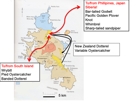   Whangapoua estuary is a significant feeding location for both Aotea seasonal migrants, and longer-distance international migrants. Yellow areas on map represent swamps and sand-dunes.    