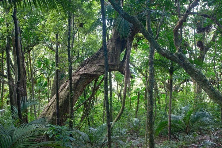   Long tailed bats (pekapeka) change roost trees each night and need plenty of large hollow trees to roost in such as those found in the Okiwi Reserve (Credit: C. Morton)  