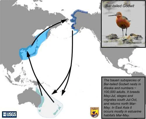 en35-central-bird-exchange-04.jpeg