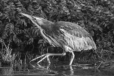  The Australasian bittern, matuku herepo (botaurus poiciluptilus) hanging on in the wetlands of GBI. Photo: blackcat.co.nz 