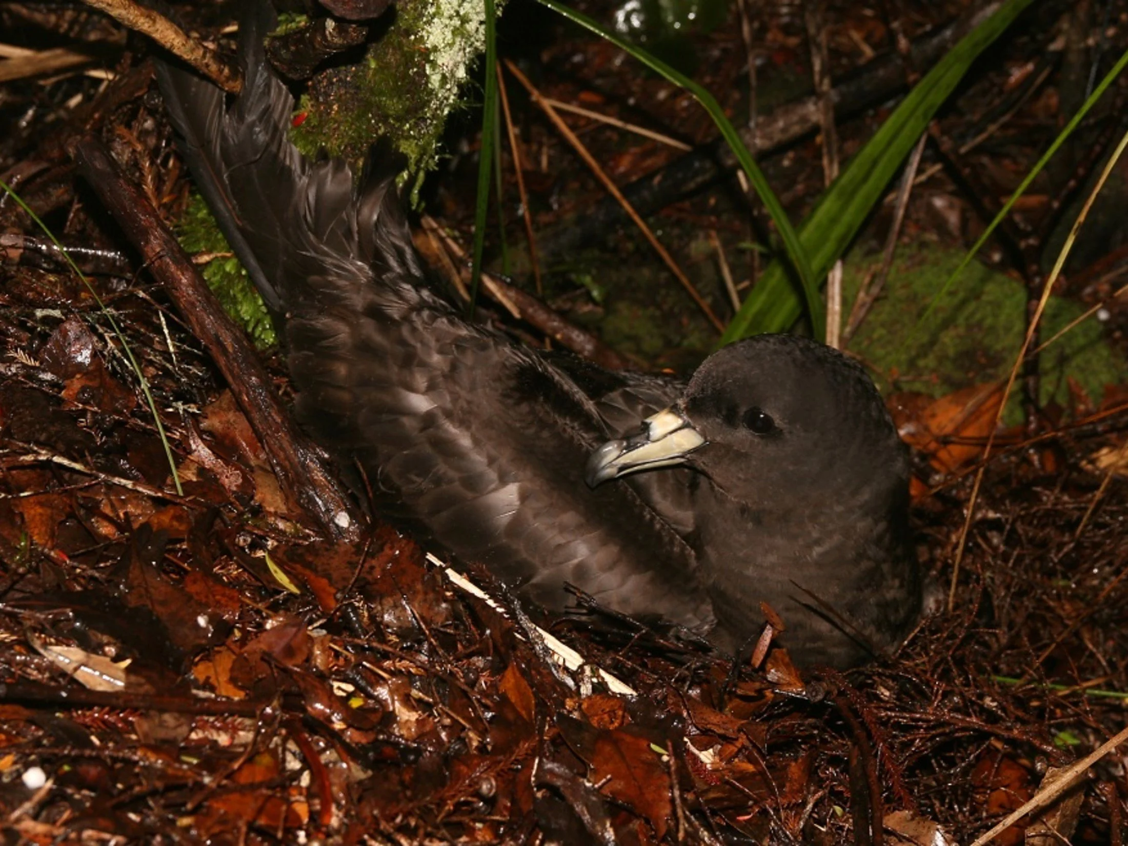 en48-biz-bell-seabird-ecologist-01.jpg