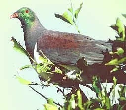 en09-kereru-01.jpg