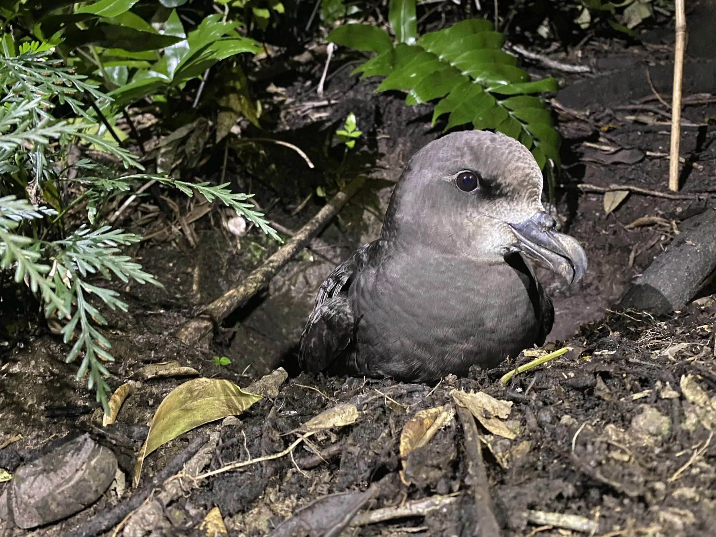   An ōi spotted during a night walk on Otata island as part of Auckland Council’s regular seabird monitoring programme (Credit: Michael Fox)  