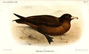  Black petrel, drawn by Joseph Smit in 1896  – from the British Museum Catalogue of Birds.  