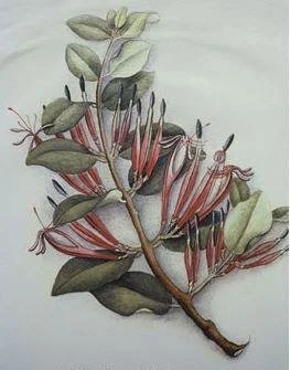  Adam’s mistletoe ‐ this is the only image of the plant, painted by Fanny Osbourne, from a piece collected near Tryphena.  