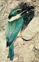 en09-third-bird-count-01.jpg