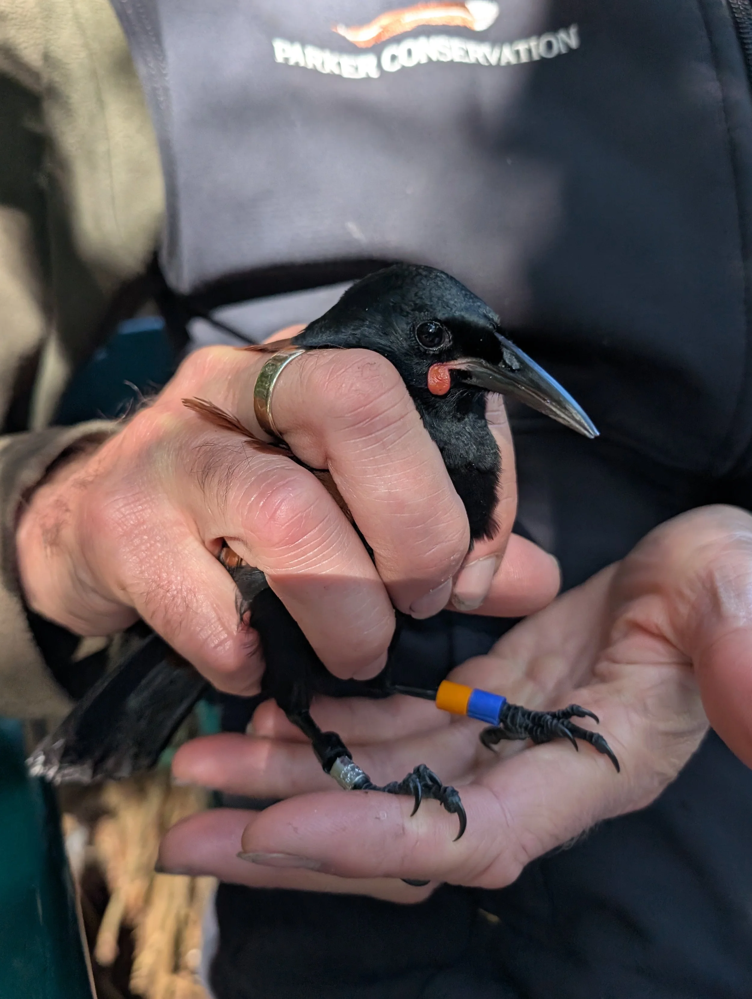en53-tieke-translocation-01.jpg