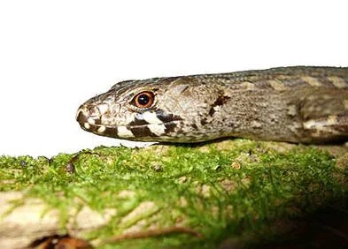 en16-chevron-skinks-01.jpg