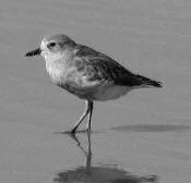 New Zealand dotterel on Whangapoua estuary Photo: J. Ogden 