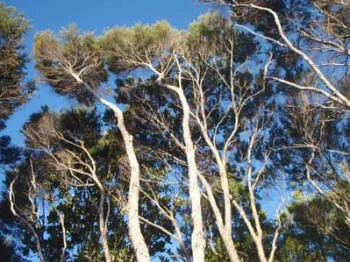 en22-kanuka-and-manuka-01.jpg
