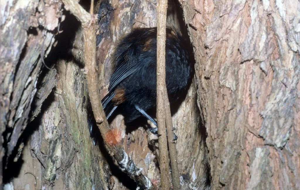   Tīeke at ground level roost on Cuvier Island. Cavity-roosting and nesting behaviour means the species is extremely vulnerable to predation by introduced mammals (Credit: Tim Lovegrove)  