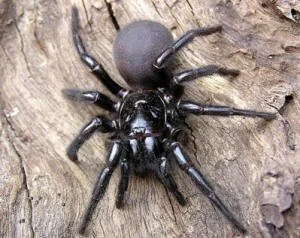  Australian funnel web – venom source for a new pesticide 