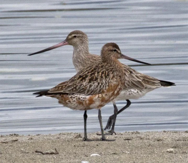   Bar-tailed Godwits/Kuaka. Foreground is a male developing breeding plumage (Credit: Rebecca Bowater)  