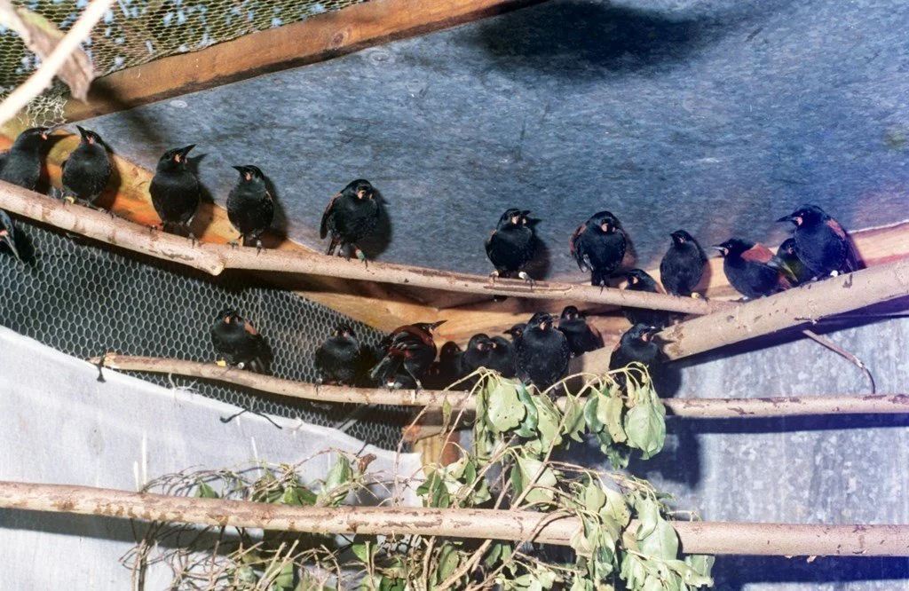   Tīeke in an aviary prior to inter-island transfer (Credit: Craig Hodsall)  