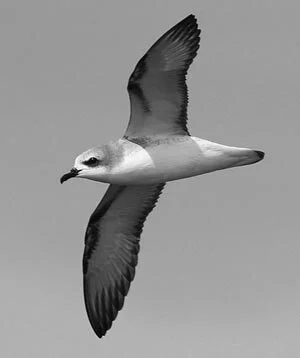   Cooks petrel could be enticed back to breed on Rakitu.  