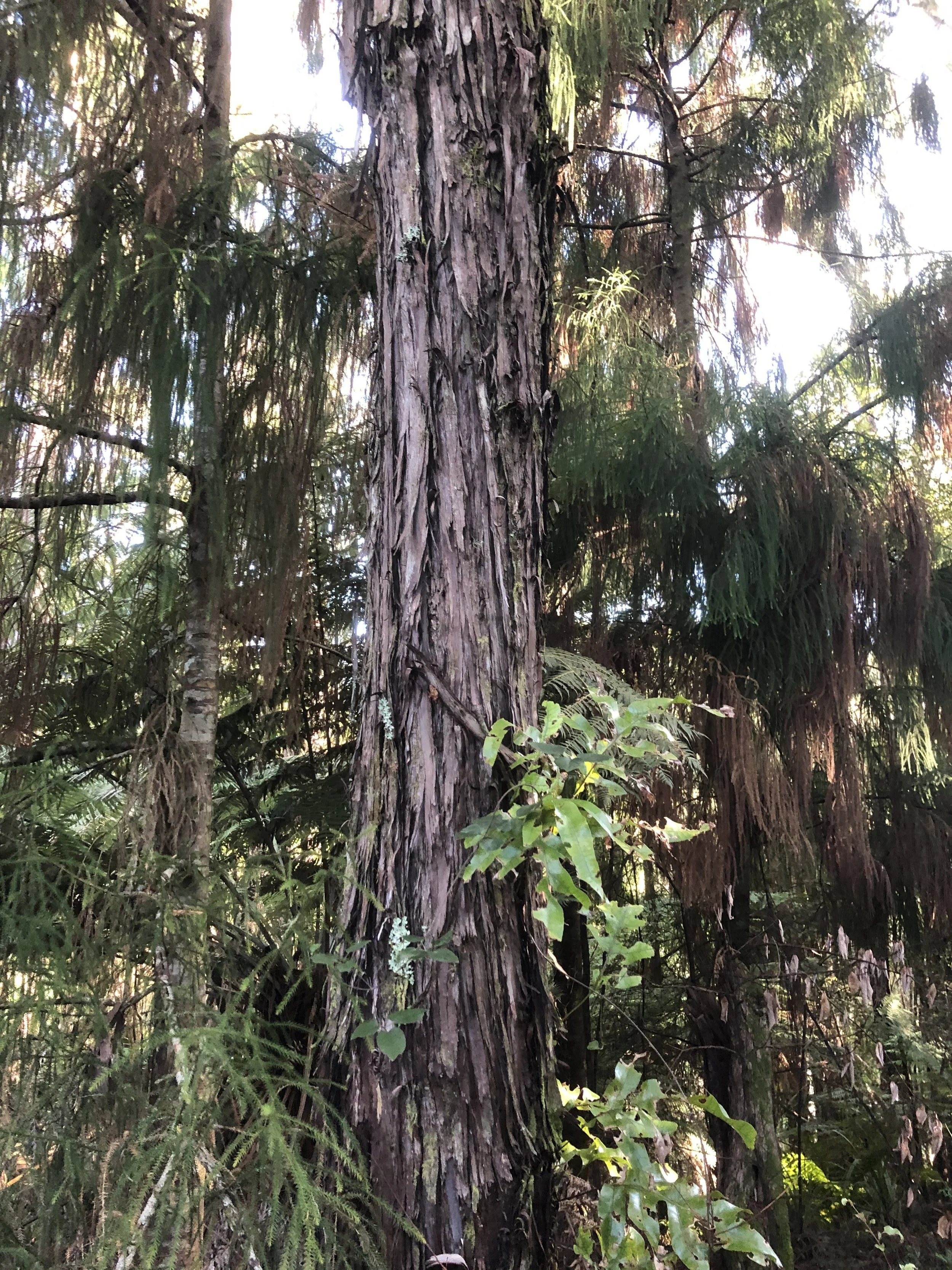   FIGURE 4: Ecotypic differentiation in a widespread species, kānuka (Kunzea ericoides).  TOP: Spindly kānuka, 5 m or less tall, in a Canterbury Plains reserve on shallow (Eyrewell) drought-prone soil. BOTTOM: tall, 20m+, stout kanuka in a high rainfall region on a fertile river flat (Pelorous Bridge, Nelson).  Genetically these stands are highly similar, but with strong ecotypic selection for site environment  