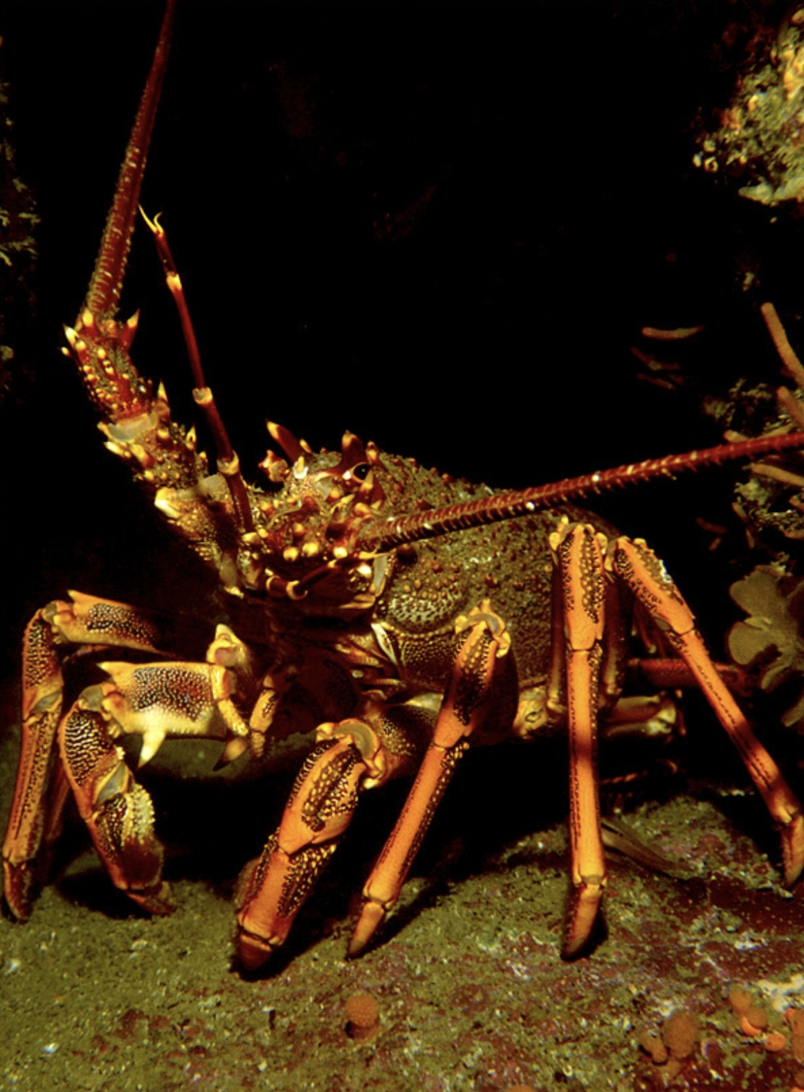   An adult red rock lobster, aka ‘crayfish’ or ‘kōura’  (Credit: John McKoy, NIWA)  