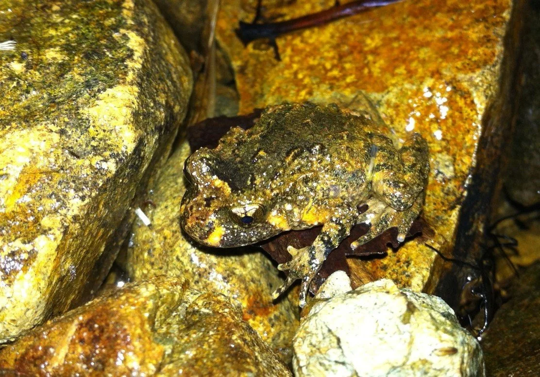   Hochstetter’s Frog (Leiopelma hochstetteri) (Credit: Windy Hill and Rosalie Bay Catchment Trust Photo Collection)  