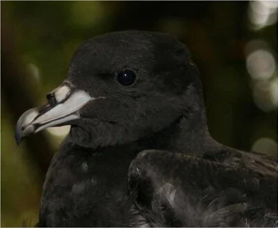   Black Petrel adult, April 2014 on Hirakimata, Great Barrier Island.  Photo: Pip Watson, University of Waikato  