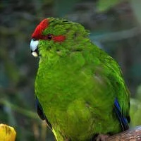   Kakariki or New Zealand red-crowned parakeet. Photo: New Zealand Forest and Bird  
