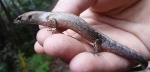 en38-aotea-island-of-lizards-04.jpg