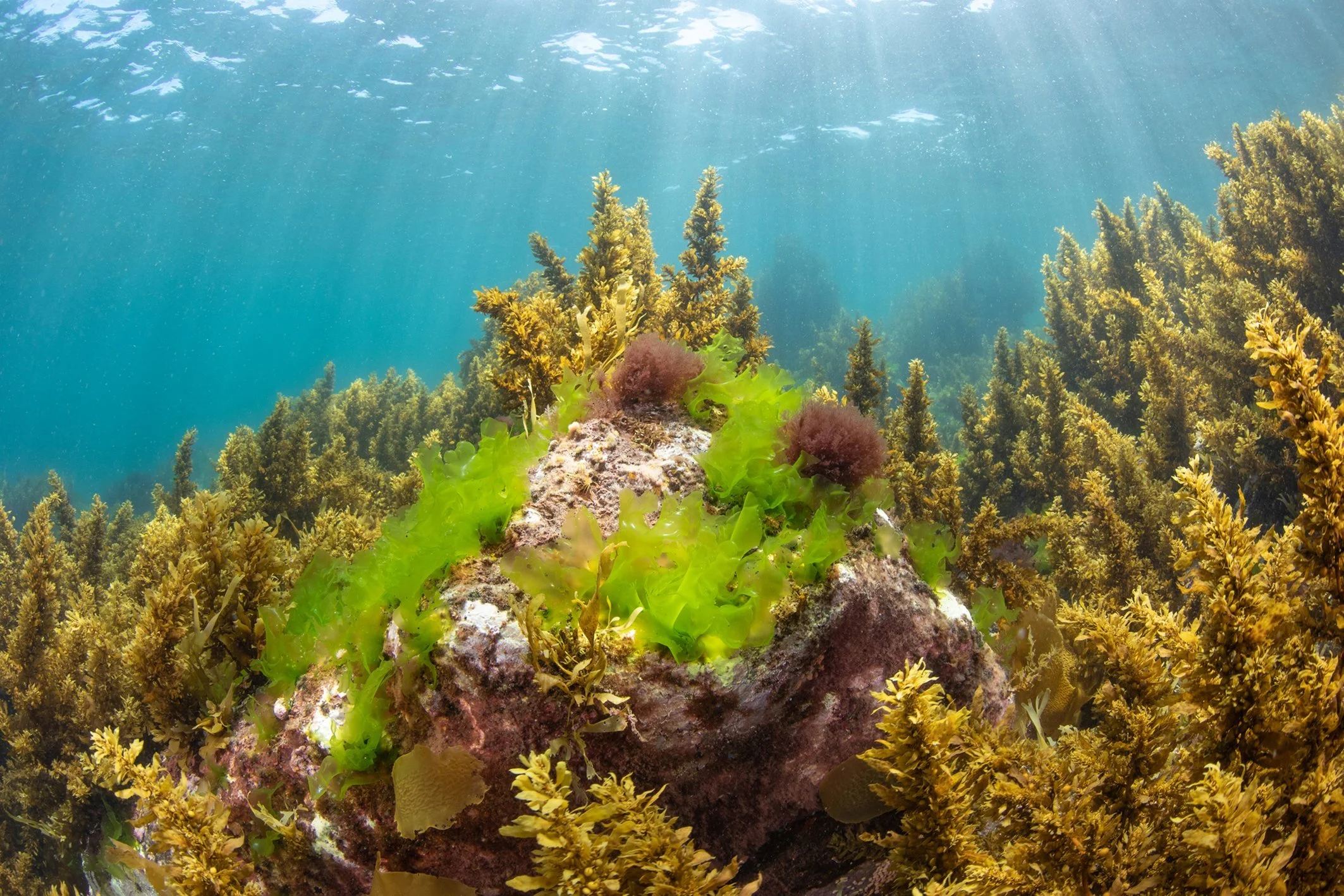   Recovered reef at Hauturu (Credit: Paul Caiger)  